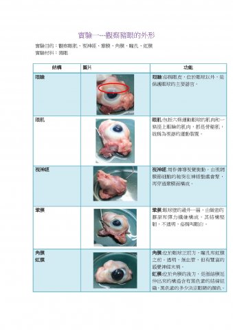 S5C_生物科_解剖豬眼實驗報告_吳子遙,李善鈴,胡佩瑩,張泳嘉,彭慧彤,黃明珠02