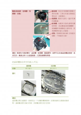 S5C_生物科_解剖豬眼實驗報告_吳子遙,李善鈴,胡佩瑩,張泳嘉,彭慧彤,黃明珠04