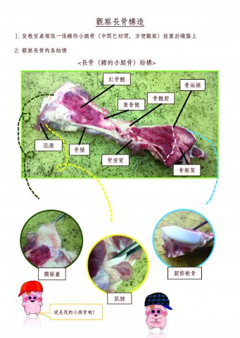 中學_生物_高二_王嘉儀 劉琛萁 黃慧琳 劉紫恩 鄭穎嵐